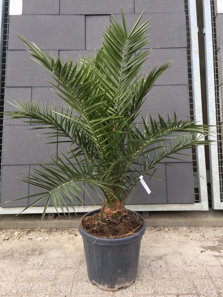 Tot 65% op Canarische Dadelpalm | Producten