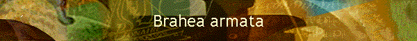 Brahea armata