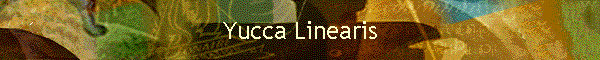 Yucca Linearis