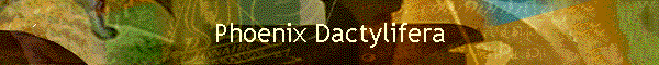 Phoenix Dactylifera