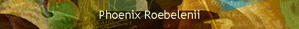 Phoenix Roebelenii