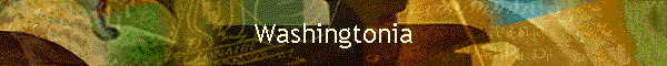 Washingtonia