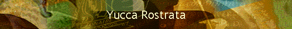 Yucca Rostrata